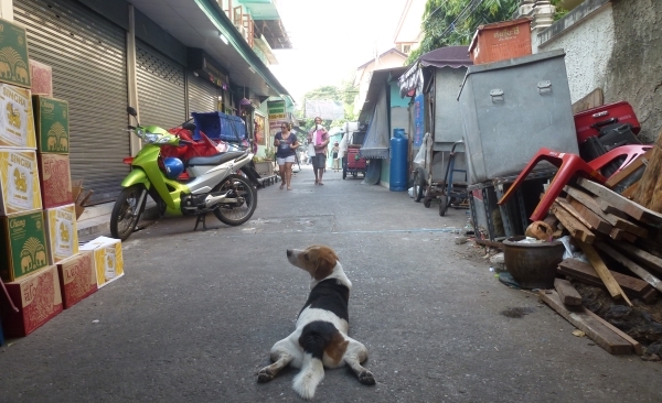 dog at khaosan bangkok